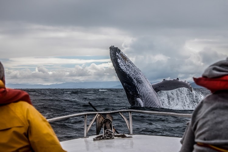 breaching whale